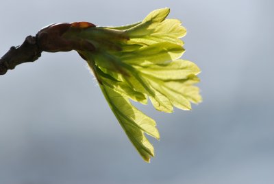 Quercus robur - dub letní - jarní pučení